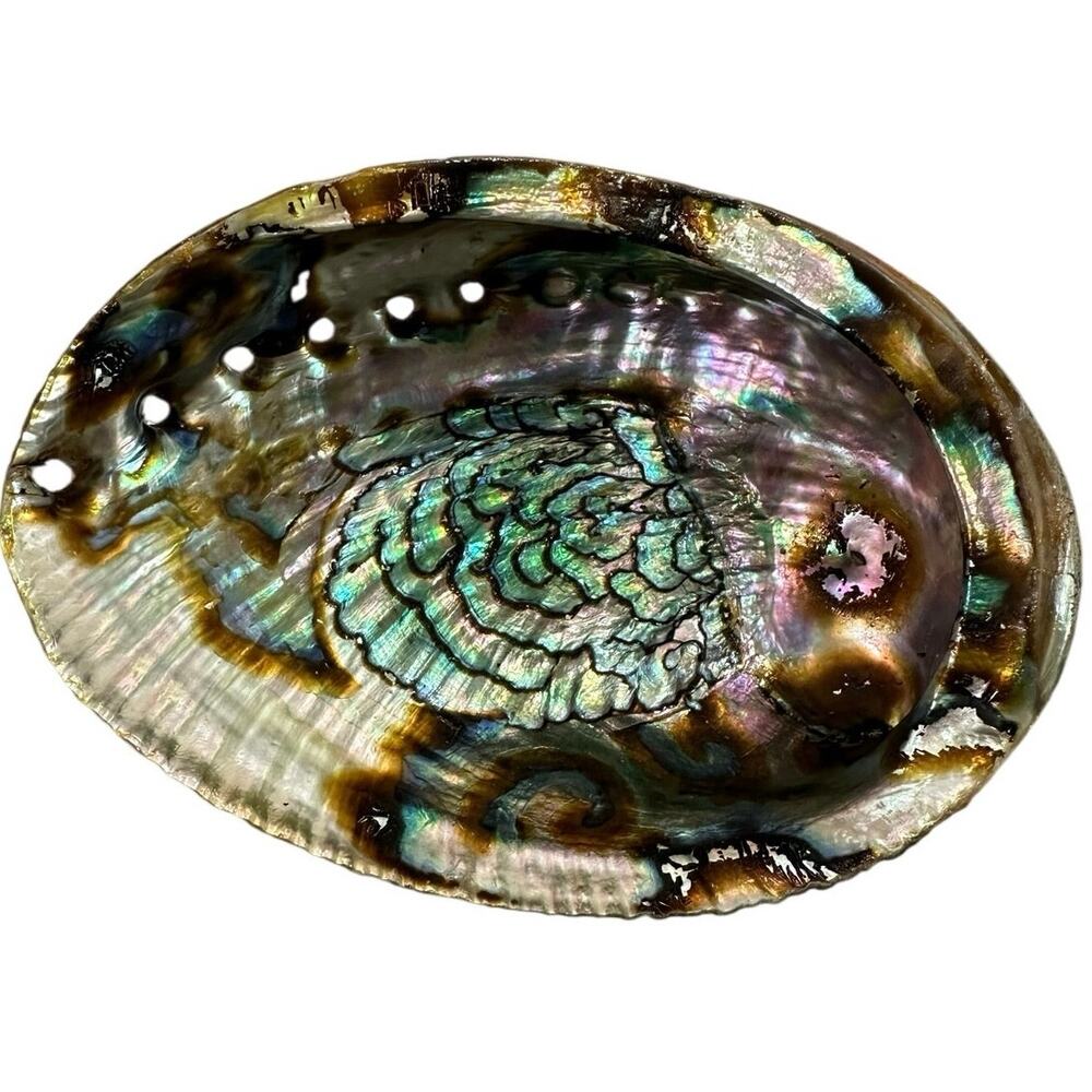 6.25” x 4” Natural Abalone Shell – Iridescent Mother-of-Pearl – Smudge Bowl